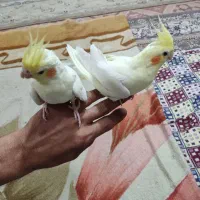 عروس هلندی