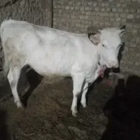 فروش گوساله