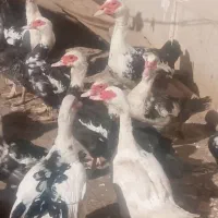 اوردک اکراینی
