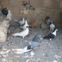 کبوتر