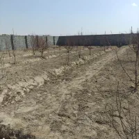 باغچه 560متری با سندتکبرگ|فروش دفتر صنعتی، کشاورزی، تجاری|رباطکریم, الارد|دیوار