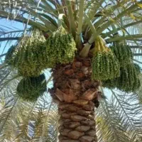 بریدن درخت و نخل و هرس نخل و تقویت و سمپاشی نخل