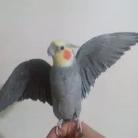 عروس هلندی نر سخنگو