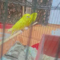 مرغ عشق