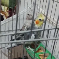 دو جفت عروس هلندی زیبا و سالم با قفس