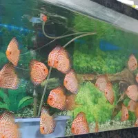 دیسکس|ماهی|تبریز, |دیوار