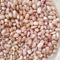 لوبیا چیتی عمده زیر قیمت