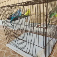 مرغ عشق