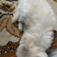 سگ جیبی|سگ|قروه, |دیوار