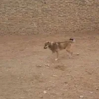 سگ گله ای رایگان