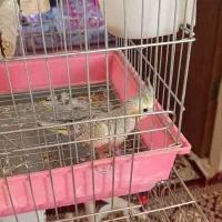 عروس هلندی
