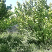 فروش-باغ-میوه-در-قجر-تخت-رستم