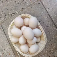 تخم مرغ نطفه دار