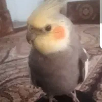 عروس هلندی گمشده