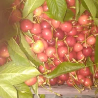 گیلاس ارگانیک