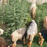 میش و بره  و میش خشک