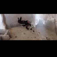 مرغ گلین با ۵ جوجه