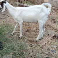 گیسه دوقلو زا هنوز زه نداده