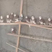 کبوتر شازده