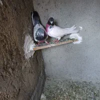 تهرانی