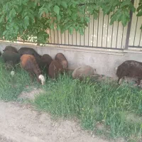 گوسفند میش وبره