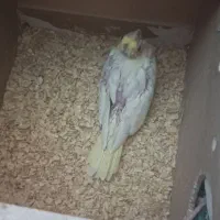 جوجه عروس هلندی سرلاکی