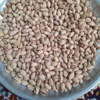 فروش پسته