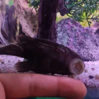 کت فیش لجنخوار