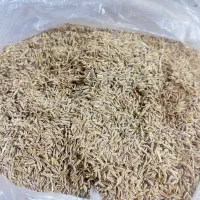 زیره سبز تازه