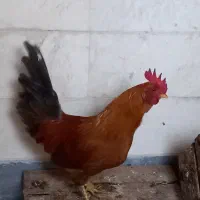 خروس رسمی پا پری ۶ماهه