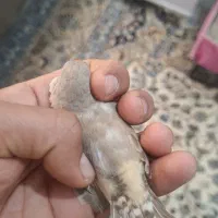 فنچ|پرنده|خرمشهر, |دیوار