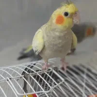 عروس هلندی گلباقالی ماده