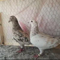 کفتر بوم پرشی جفتگاه