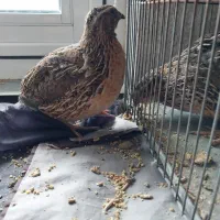 بلدرچین|پرنده|اردبیل, |دیوار