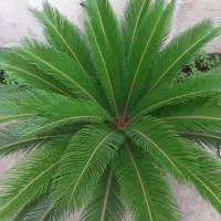 فروش سیکاس رولوتا