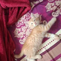 واگذاری  رایگان بچه گربه
