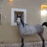 مادیان ۲ به ۳