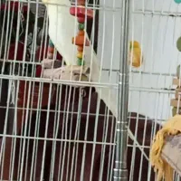 طوطی عروس هلندی نر مست مست