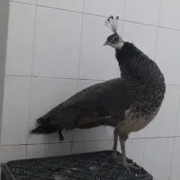 طاووس ماده