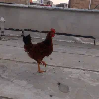 یک عدد خروس محلی