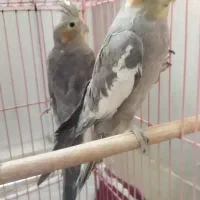 پرنده