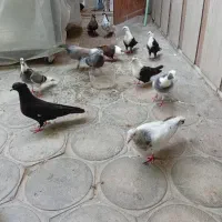 رنگه کلاغ تاووسی دوخط سینگی