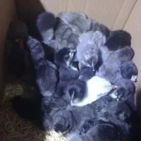 جوجه مرغ تخمگذار پلیموت راک/امروک/گوشتی تزیینی