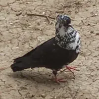 کبوتر نر