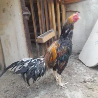 خروس لاری صابونی طلایی ۱۵ ماهه