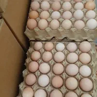 تخم مرغ  نطفه دار