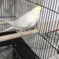 عروس هلندی