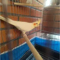 عروس هلندی