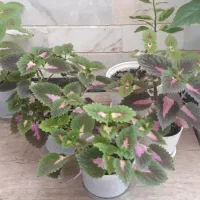 حسن یوسف گل طبیعی
