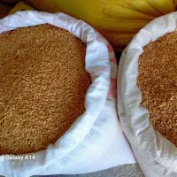 گندم بزری